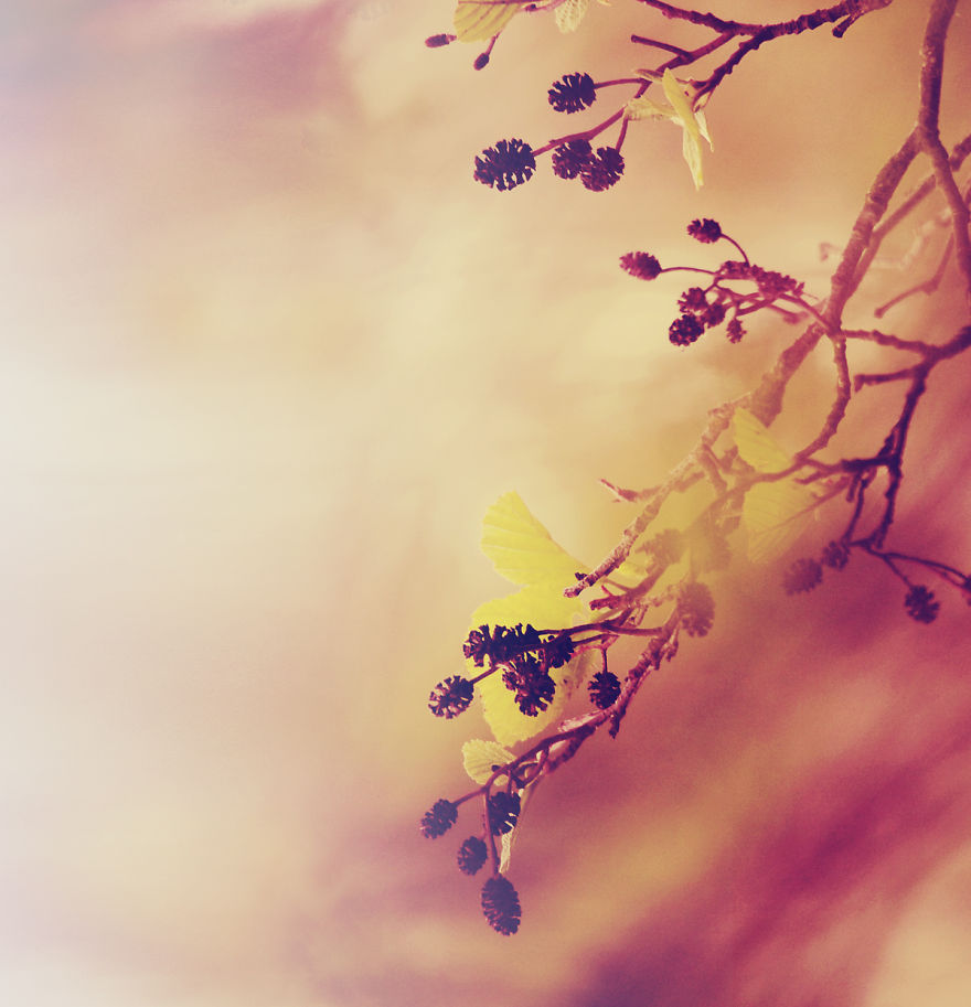 Trees! Don't Just Pass Them By Trees! Don't Just Pass Them By