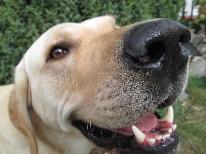 Tyson Is The Funniest Dog Ever!