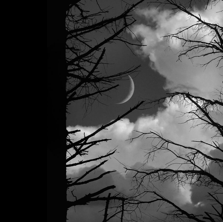 Trees! Don't Just Pass Them By