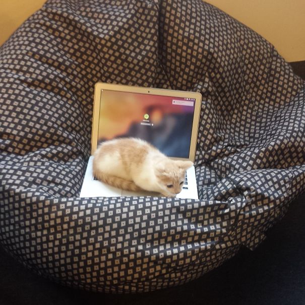 Double The Comfort For Toulouse