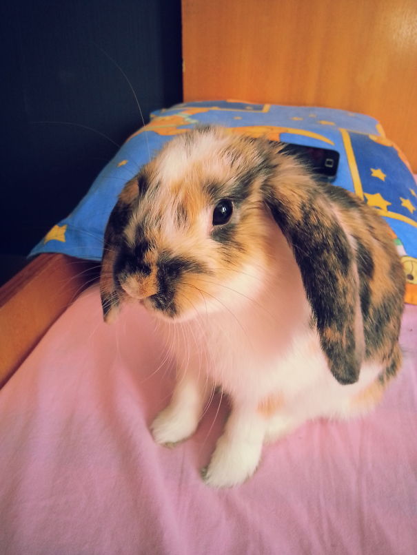 Adorable bunny sitting on a bed with a starry pillow in the background.