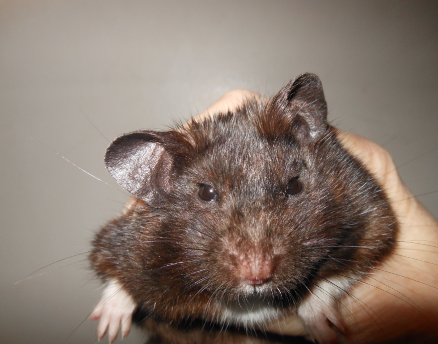 Stop Taking Pictures Of Me I Know I'm Cute!