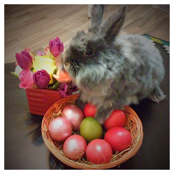 Fluffy bunny beside colorful tulips and a basket of Easter eggs on a table.