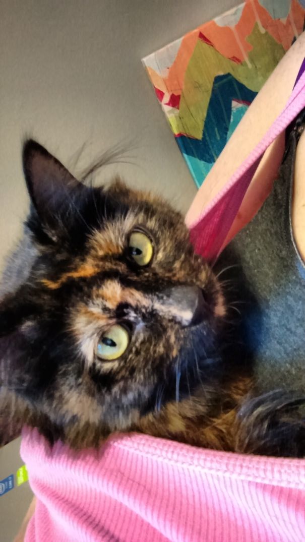 My Cat Likes To Snuggle Like A Baby