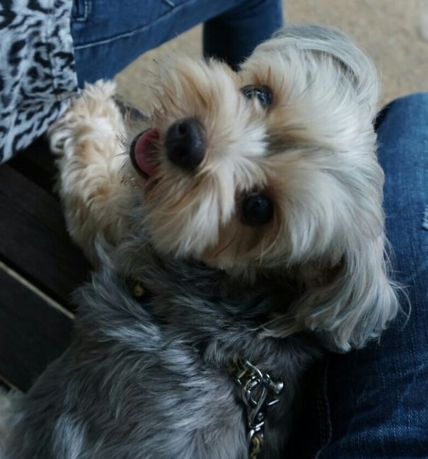 Yorkshire Terrier + Maltese