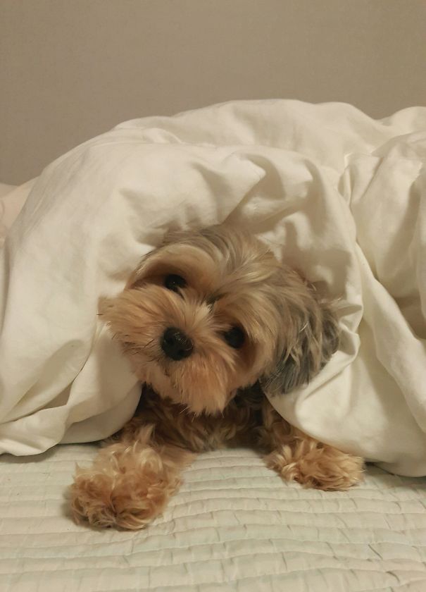 Yorkshire Terrier + Maltese