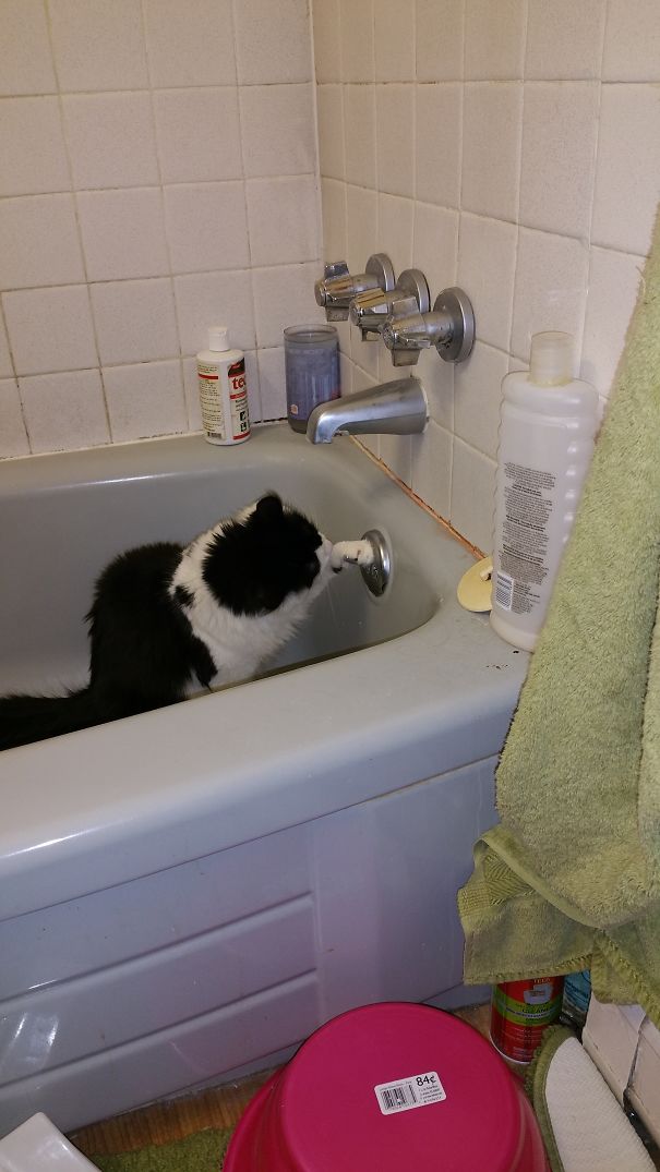 Now I Just Pull This Lever And Get Water, Right? Cat Logic