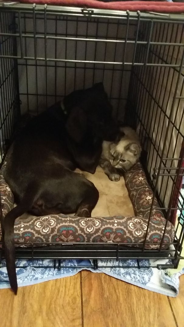 The Cat Likes The Keep The Dog Company In Her Crate