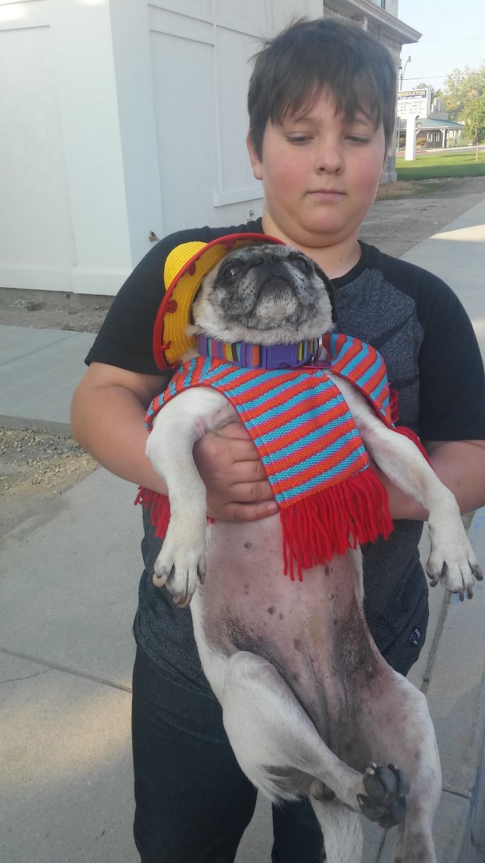 My Pug Belle As "taco Belle"