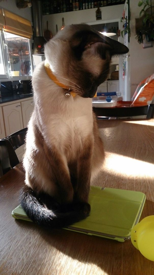 Elvis Doing It Right.