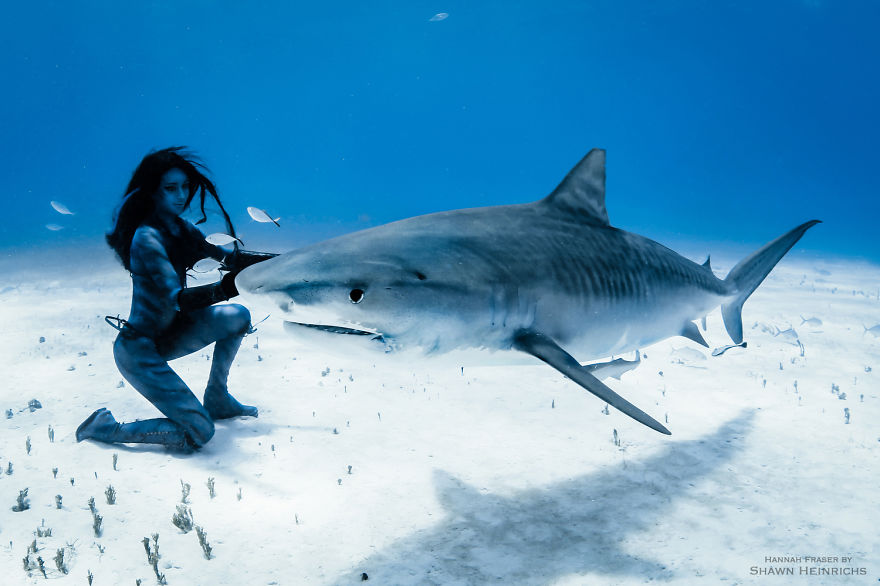 Mermaid swimming with sharks underwater, holding breath for two minutes, wearing a fish tail. Mermaid swimming with sharks underwater, holding breath for two minutes, wearing a fish tail.