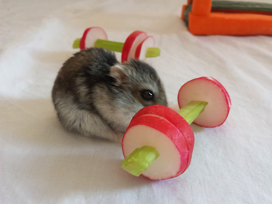 We Made A Tiny Vegetable Gym For Hamsters Who Hate Exercise