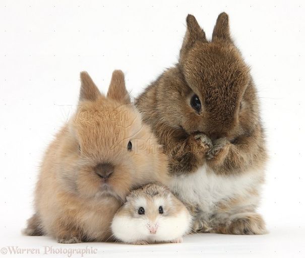 Two cute bunnies cuddling a fluffy hamster on a white background.