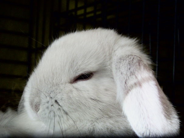 Sleeping white bunny with floppy ears, looking peaceful and adorable in a cozy setting.