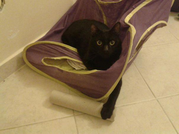 That's Comfy, That's Mine. Human Allowed To Observe Only