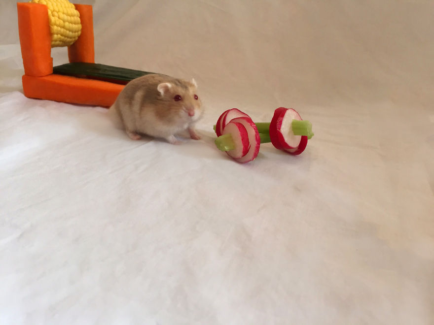We Made A Tiny Vegetable Gym For Hamsters Who Hate Exercise
