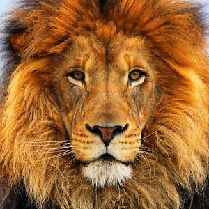 nicholaschristmas avatar