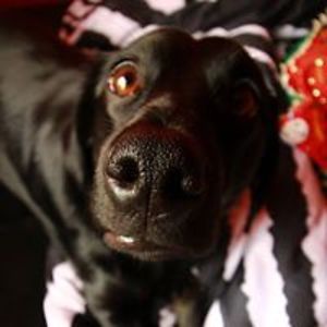 majka_szachrajka avatar