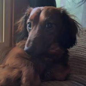 horselover1979 avatar