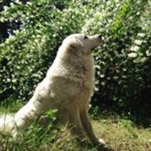 laura_dalessandro avatar