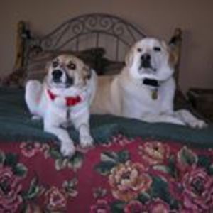 lorraine_measor avatar