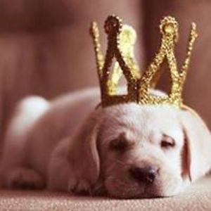 shahzadimahnoorawan_j avatar