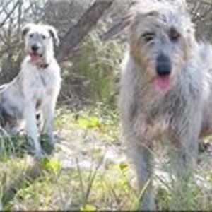 littledikkins avatar