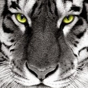 carleefranklin avatar