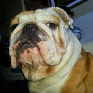 mateoespinozaespinoza avatar