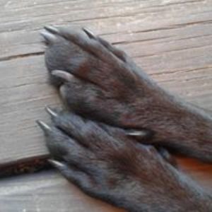 czarnasukienka avatar