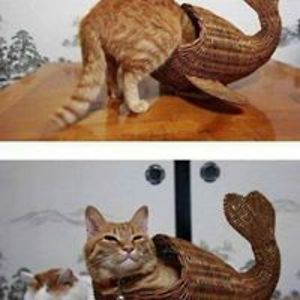 dannyboyfragale avatar