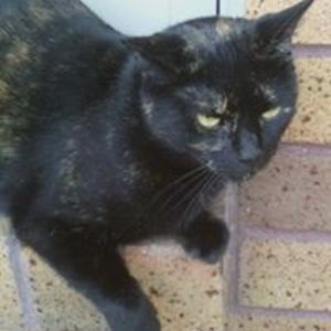 1supernovarover1 avatar