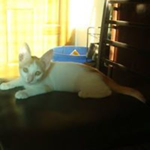 sadia_atique013 avatar