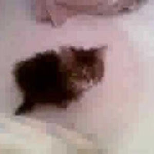 amandacrowther avatar