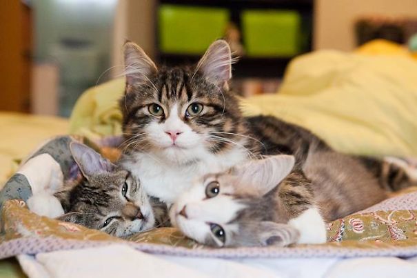 I Respect No One's Personal Space - Not Even Other Cats!!