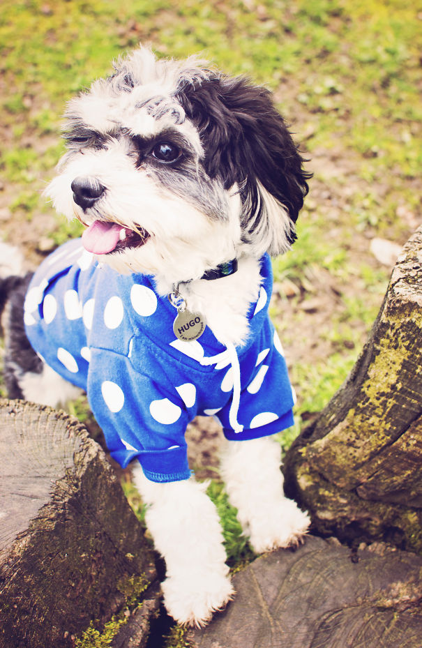 This Is My Dog Hugo He Is A Cavachon, Half King Charles Spaniel Half Bichon Frise