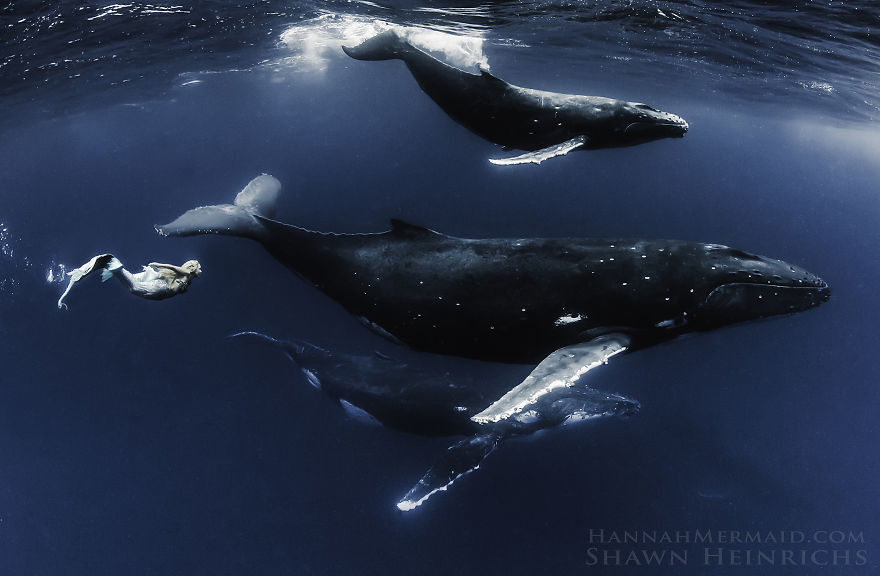 A mermaid with a fish tail swims underwater alongside large whales.