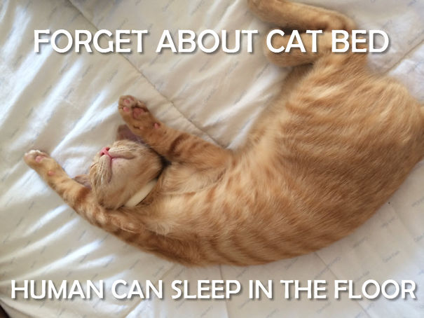 Cat's Logic After Getting A Fancy Cat Bed