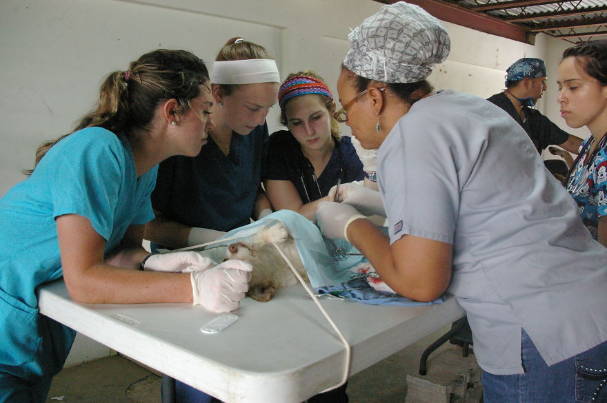 A Win-win Solution For Animal Care In Belize A Win-win Solution For Animal Care In Belize