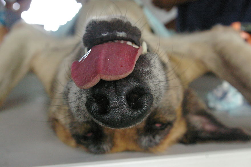 A Win-win Solution For Animal Care In Belize A Win-win Solution For Animal Care In Belize