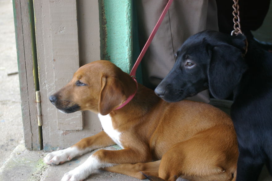 A Win-win Solution For Animal Care In Belize A Win-win Solution For Animal Care In Belize