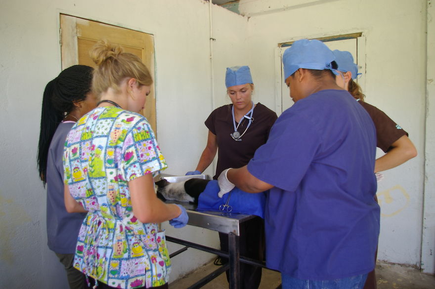 A Win-win Solution For Animal Care In Belize A Win-win Solution For Animal Care In Belize