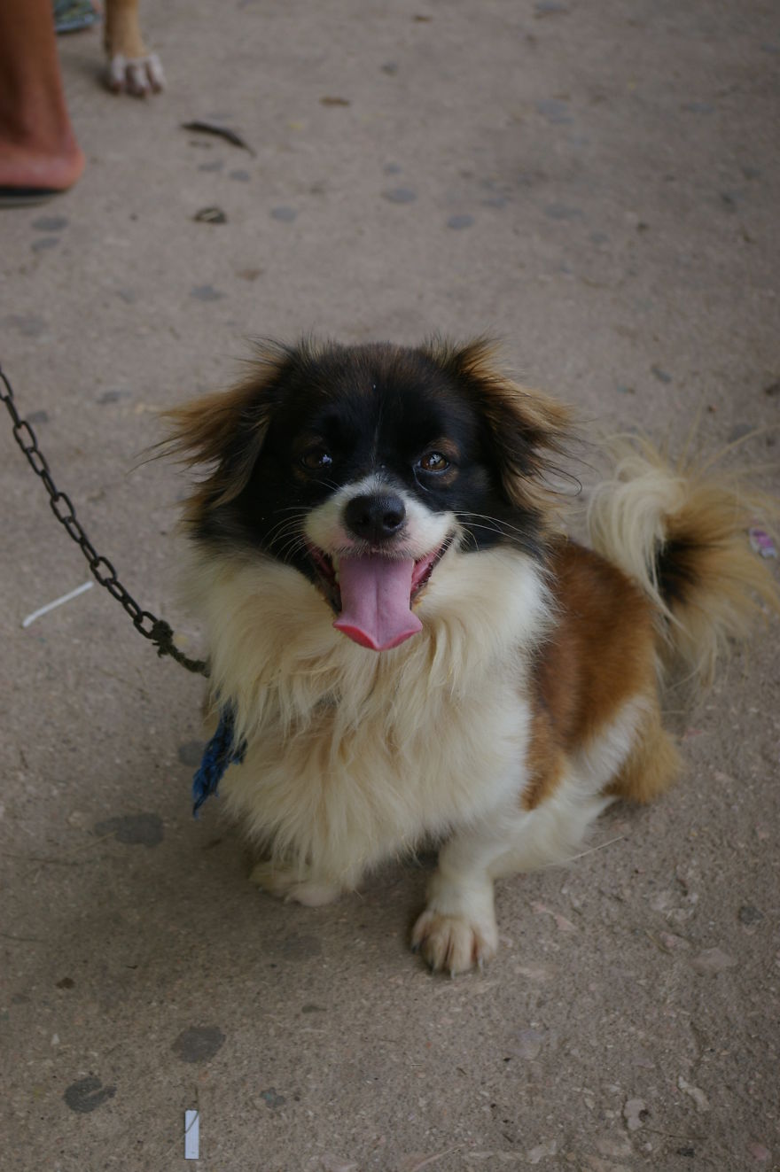 A Win-win Solution For Animal Care In Belize A Win-win Solution For Animal Care In Belize