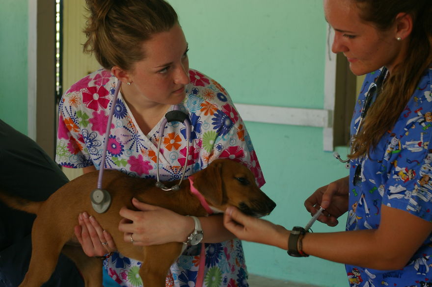 A Win-win Solution For Animal Care In Belize A Win-win Solution For Animal Care In Belize