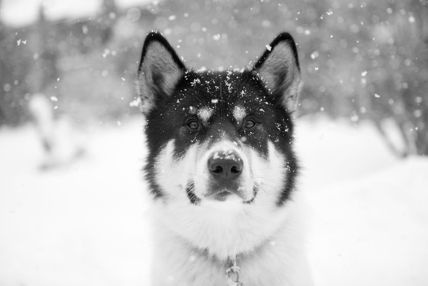 I Quit My Job To Go On Adventures With My Husky I Quit My Job To Go On Adventures With My Husky