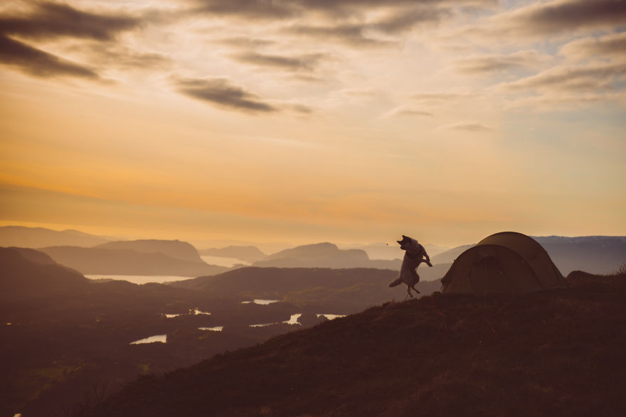 I Quit My Job To Go On Adventures With My Husky I Quit My Job To Go On Adventures With My Husky