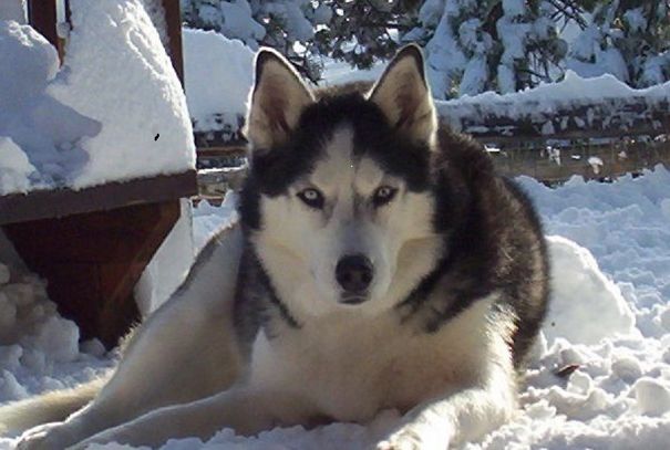 Akira Aka Colorado Snow Dog