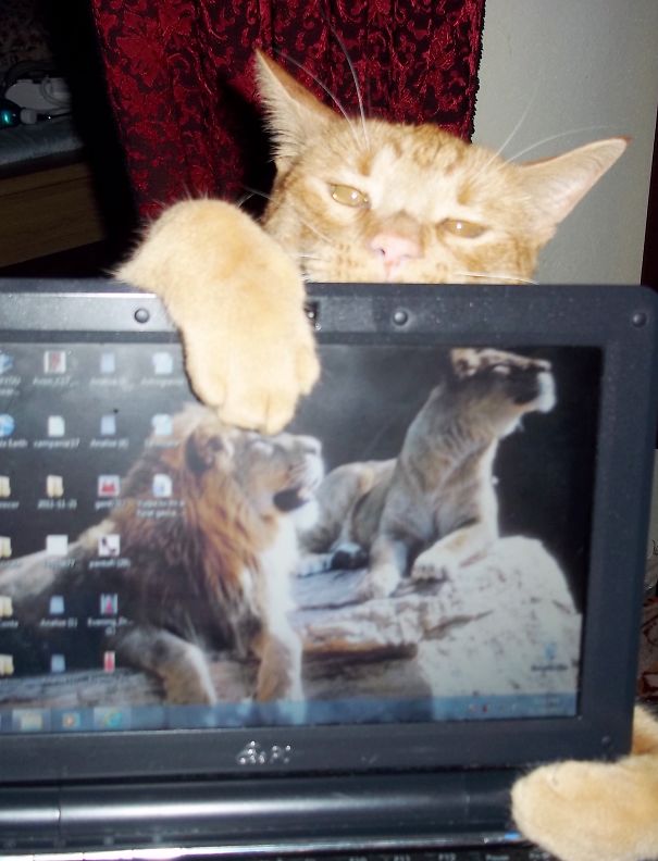 I'm Gonna Shut Down This Thing. I Just Want Some Attention!