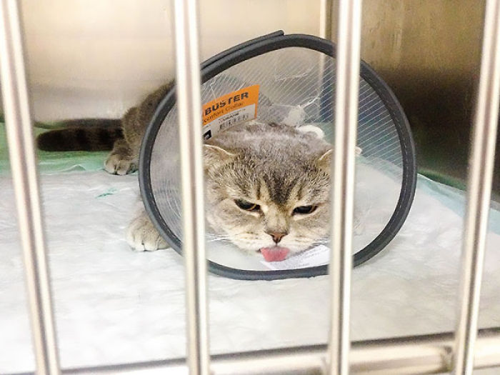 I Fight Every Day To Save Melissa The Einstein Cat From Death I Fight Every Day To Save Melissa The Einstein Cat From Death