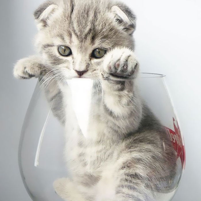 I Fight Every Day To Save Melissa The Einstein Cat From Death